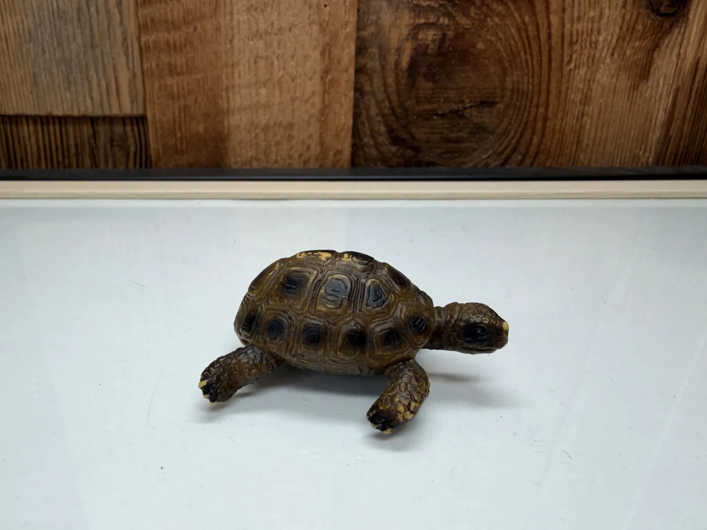 Schleich Wild Life Schildpad (14404)