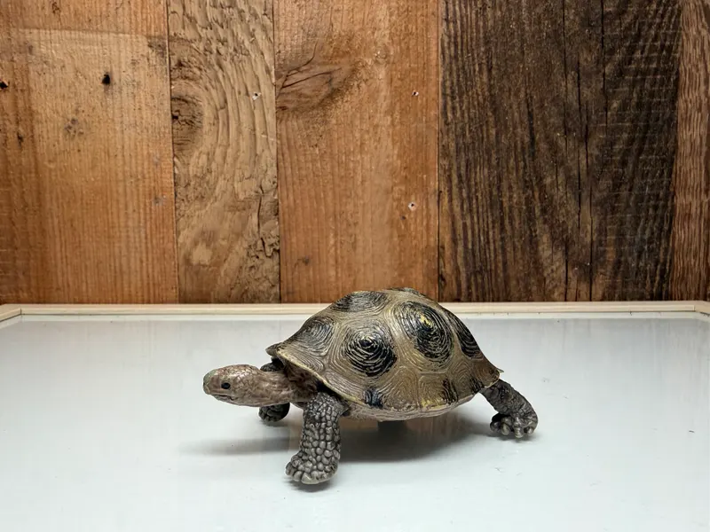 Schleich Wild Life Reuzenschildpad (14601)