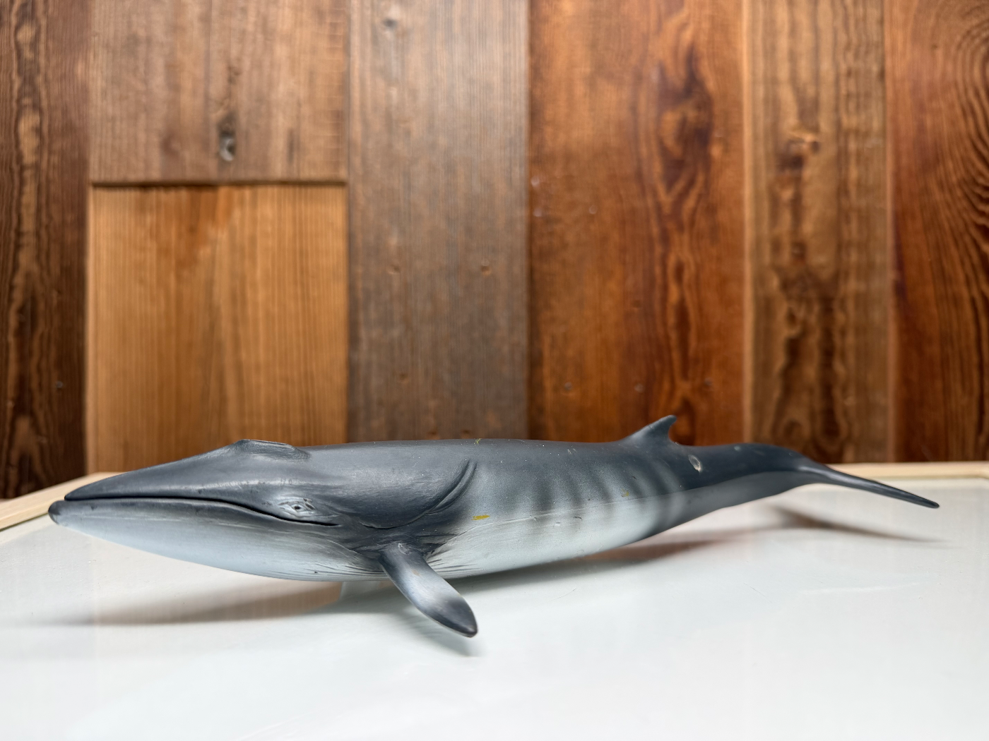 Schleich Dwergvinvis
