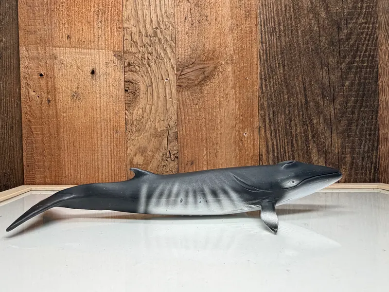 Schleich Wild Life Dwergvinvis (16087)