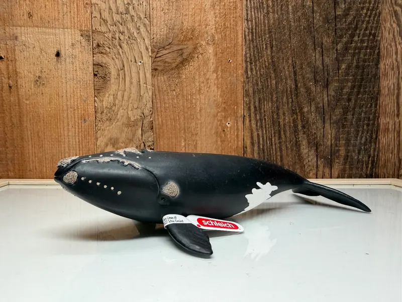 Schleich Wild Life Noord-Atlantische Walvis (14878)